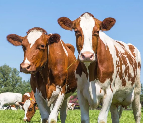 Livestock Icon