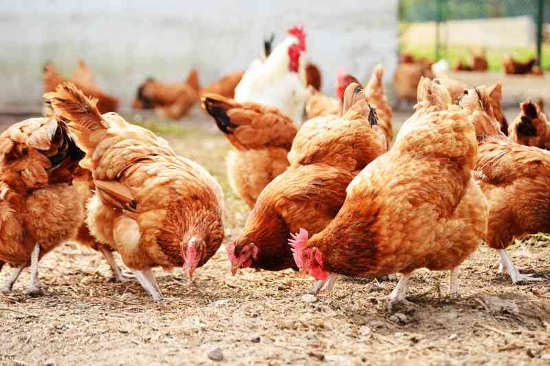 Poultry Icon
