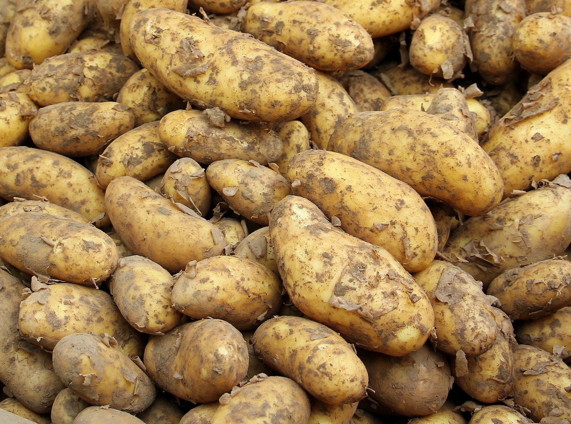 Tubers Icon