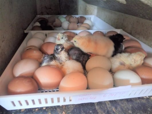 Fertilized Eggs Image