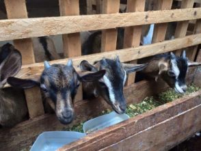 Dairy Goats Image