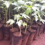 Paw paw Seedlings Image