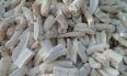 Cassava Image
