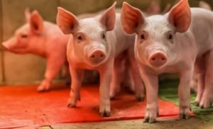 Pigs Image