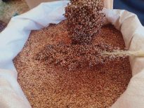 Sorghum Image