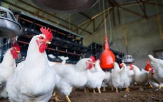 Broilers Image